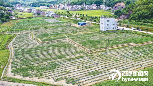 龙川县廻龙镇产业扶贫有良方让村民脱贫奔康让乡村留住乡愁