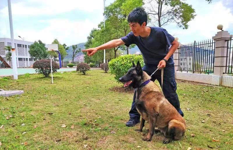 【警察故事】警犬训导员陈伟明甘当铲屎官,与无言队友屡破奇案